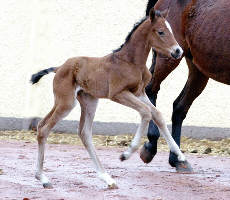 Trakehner Filly by Shavalou - Red Patrick xx