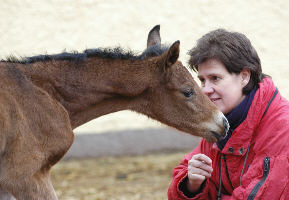 Filly by Shavalou out of St.Pr.St. Guendalina by Red Patrick xx