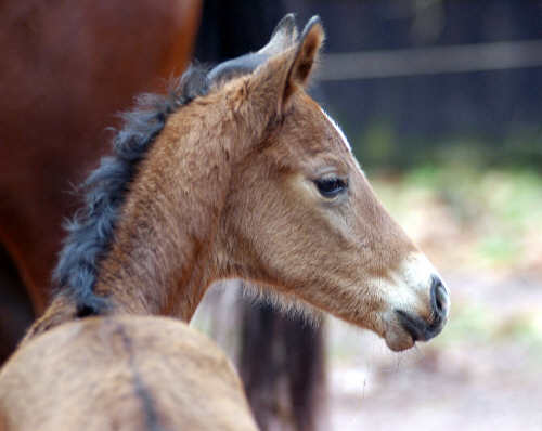 Trakehner Stutfohlen v. Shavalou - Red Patrick xx, Gestt Hmelschenburg