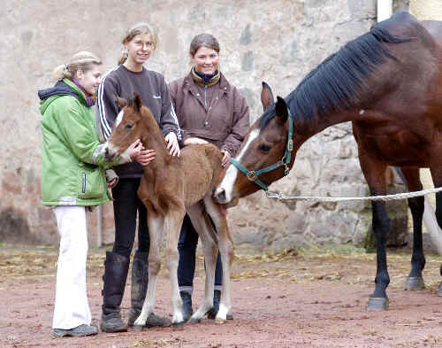 Trakehner Stutfohlen von Shavalou - Red Patrick xx