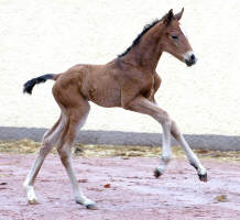 Stutfohlen von Shavalou u.d. Pr.St. Guendalina v. Red Patrick xx