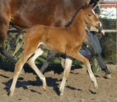 Trakehner Stutfohlen v. Shavalou - Red Patrick xx, Gestt Hmelschenburg - Beate Langels