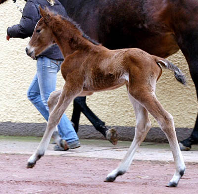 Trakehner Hengstfohlen von Shavalou - Red Patrick xx