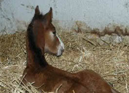 Trakehner colt Shavalou - Red Patrick xx