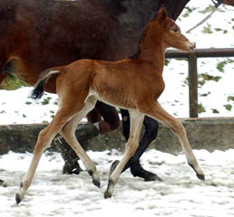 Colt by Shavalou out of Pr. and St.Pr.St. Guendalina by Red Patrick xx