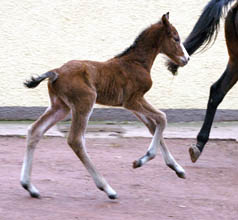 Trakehner Hengstfohlen von Shavalou - Red Patrick xx