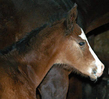 Filly by Alter Fritz - Red Patrick xx