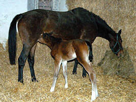 Filly by Alter Fritz und der St.Pr.St. Guendalina v. Red Patrick xx