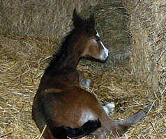 Filly by Alter Fritz und der Staatsprmienstute Guendalina von Red Patrick xx