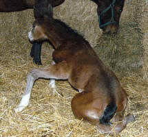 Filly by Alter Fritz - Red Patrick xx