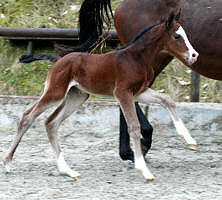 Filly by Alter Fritz und der Staatsprmienstute Guendalina von Red Patrick xx