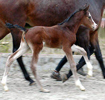 Filly by Alter Fritz - Red Patrick xx