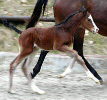 Filly by Alter Fritz und der St.Pr.St. Guendalina v. Red Patrick xx