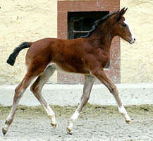Filly by Alter Fritz out of state-premium-mare Guendalina by Red Patrick xx