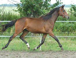 Filly by Alter Fritz - Red Patrick xx