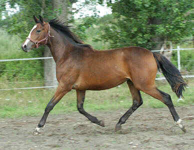 im Juli 2004: Stutfohlen von Alter Fritz u.d. St.Pr.St. Guendalina von Red Patrick xx