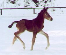 Filly by Alter Fritz - Red Patrick xx