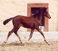 Filly by Alter Fritz out of St.Pr.St. Guendalina by Red Patrick xx