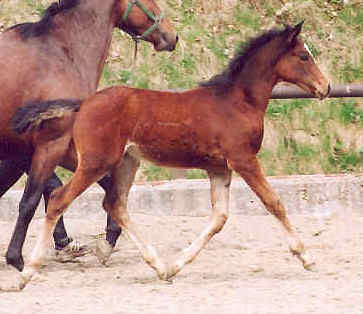 2 days old filly by Alter Fritz out of St.Pr.St. Guendalina by Red Patrick xx