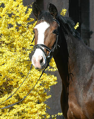 Guendita by Alter Fritz out of St.Pr.St. Guendalina by Red Patrick xx