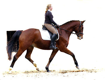 Gustav der Groe von Freudenfest - Trakehner Gestt Hmelschenburg