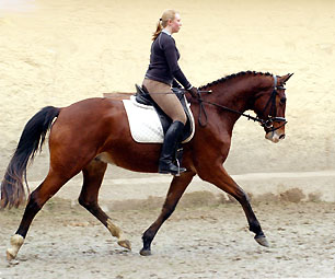 Gustav der Groe von Freudenfest - Trakehner Gestt Hmelschenburg