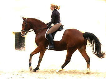 Gustav der Groe - Trakehner Gestt Hmelschenburg