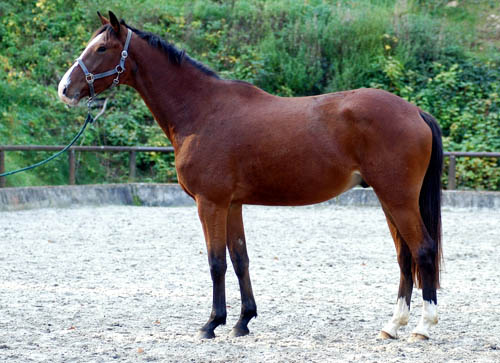 Gustav der Groe - Trakehner von Freudenfest u.d. Gwendolyn v. Maestro