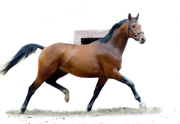 Gutenberg by Shavalou - Alter Fritz - Kostolany, Foto: Beate Langels