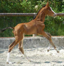 Colt by Shavalou x Maestro