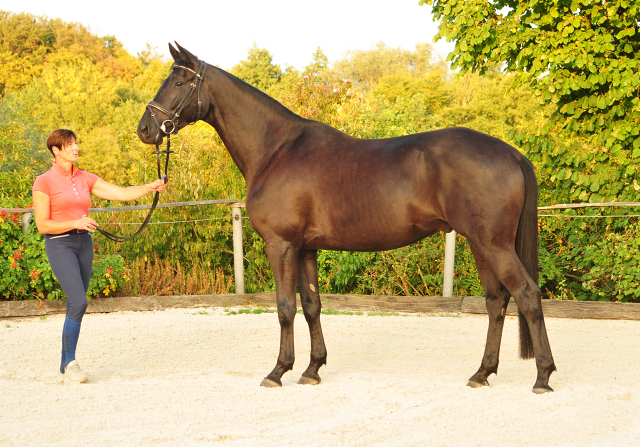 Trakehner Wallach von Oliver Twist - Summertime - Rockefeller, Foto: Beate Langels