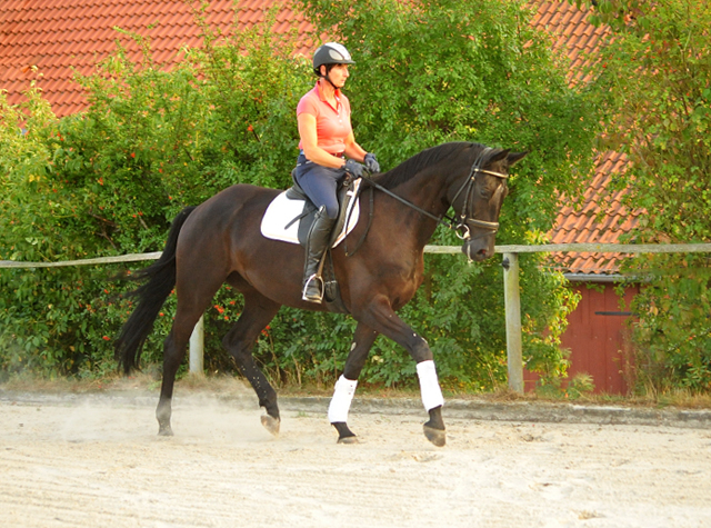 Trakehner Wallach von Oliver Twist - Summertime - Rockefeller, Foto: Beate Langels