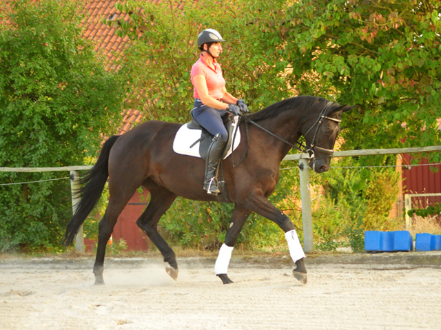 Trakehner Wallach von Oliver Twist - Summertime - Rockefeller, Foto: Beate Langels