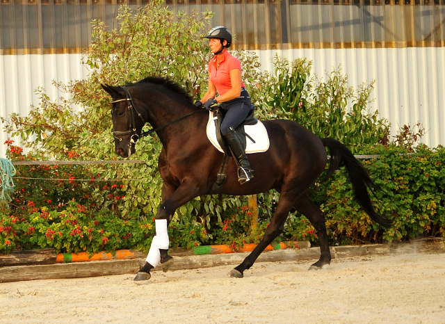 Trakehner Wallach von Oliver Twist - Summertime - Rockefeller, Foto: Beate Langels