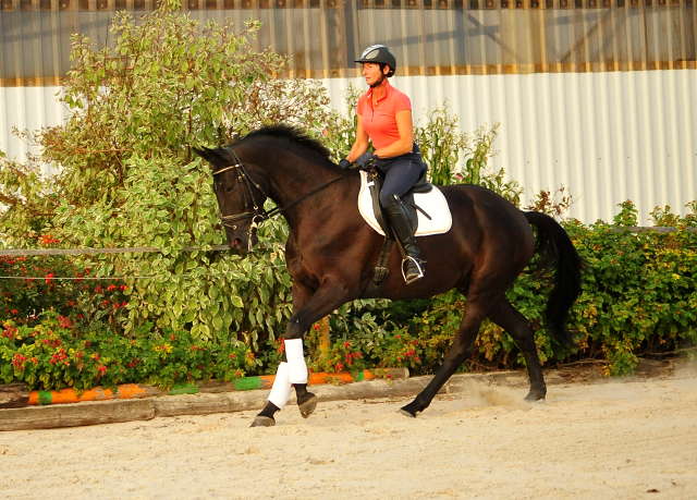 Trakehner Wallach von Oliver Twist - Summertime - Rockefeller, Foto: Beate Langels