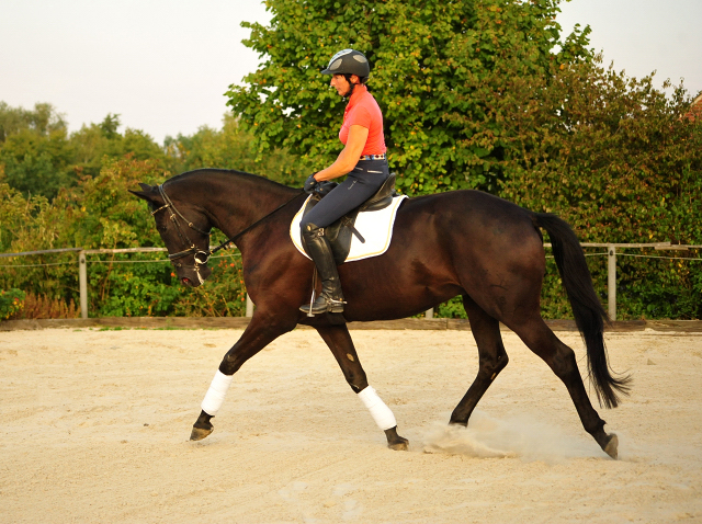 Trakehner Wallach von Oliver Twist - Summertime - Rockefeller, Foto: Beate Langels