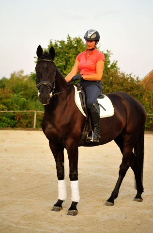 Trakehner Wallach von Oliver Twist - Summertime - Rockefeller, Foto: Beate Langels