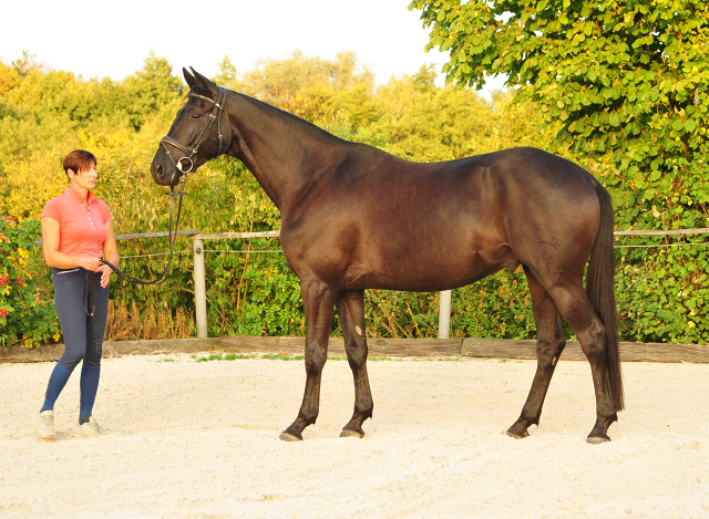 Trakehner Wallach von Oliver Twist - Summertime - Rockefeller, Foto: Beate Langels