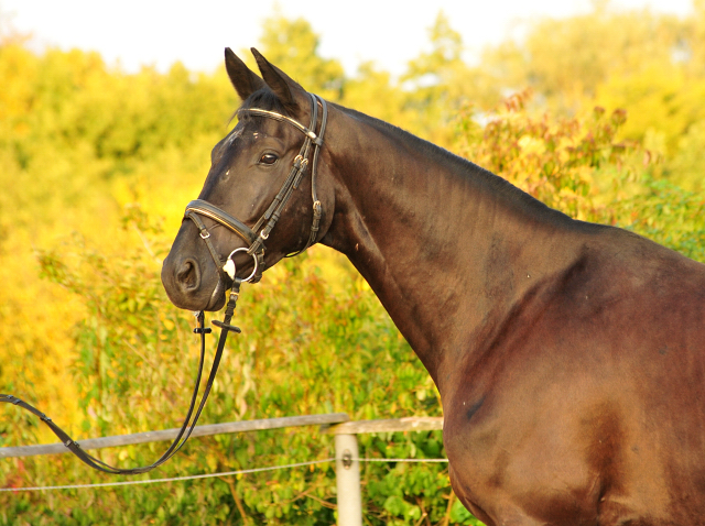 Trakehner Wallach von Oliver Twist - Summertime - Rockefeller, Foto: Beate Langels