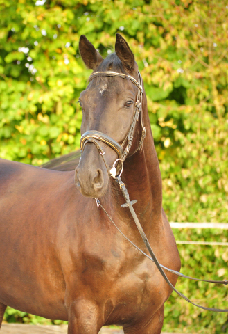 Trakehner Wallach von Oliver Twist - Summertime - Rockefeller, Foto: Beate Langels