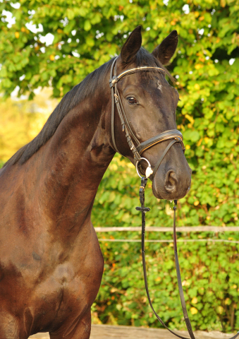 Trakehner Wallach von Oliver Twist - Summertime - Rockefeller, Foto: Beate Langels