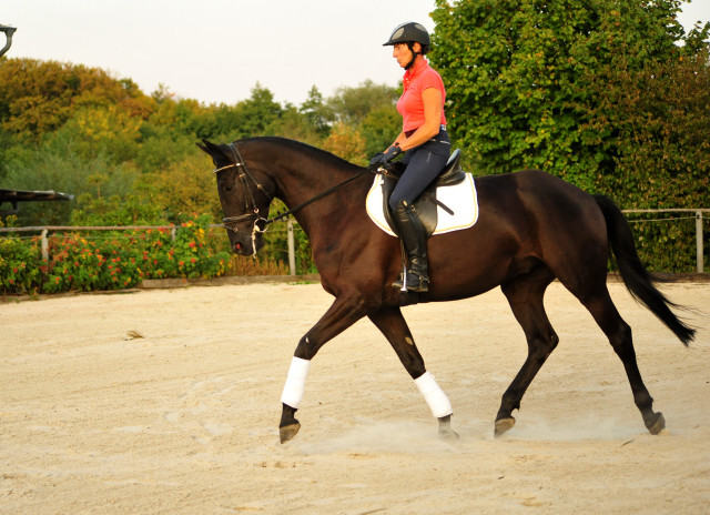 Trakehner Wallach von Oliver Twist - Summertime - Rockefeller, Foto: Beate Langels