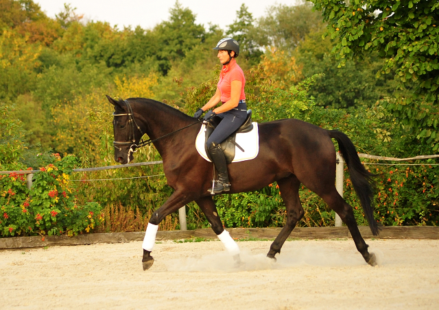 Trakehner Wallach von Oliver Twist - Summertime - Rockefeller, Foto: Beate Langels