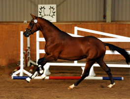 Trakehner Hengst von Saint Cyr x Summertime, Foto: Beate Langels Gestt Hmelschenburg