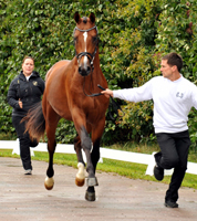 High Motion - Trakehner Hengst von Saint Cyr x Summertime, Foto: Beate Langels Gestt Hmelschenburg