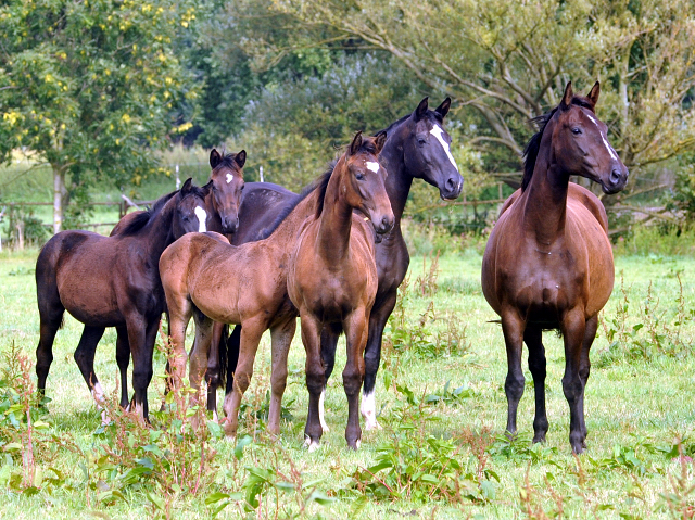 September 2015 - Foto Beate Langels - Gestt Hmelschenburg