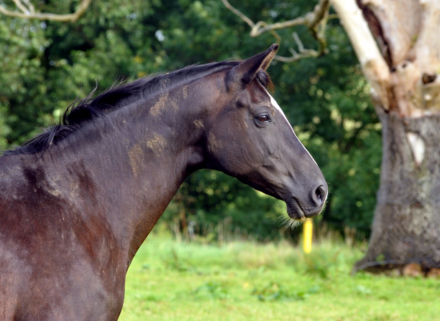 Greta Garbo im September 2015 - Foto Beate Langels - Gestt Hmelschenburg
