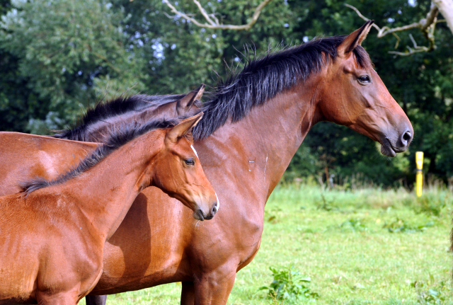 September 2015 - Foto Beate Langels - Gestt Hmelschenburg