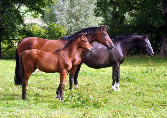 September 2015 - Foto Beate Langels - Gestt Hmelschenburg