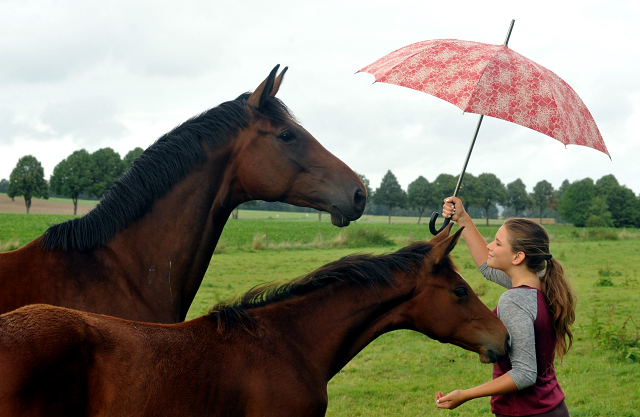 September 2015 - Foto Beate Langels - Gestt Hmelschenburg